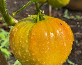 Sandburg Tomato seeds