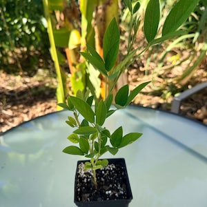 May include: A small green plant with multiple leaves is potted in a black square container. The plant is centered in the frame, with a light-colored surface and blurred background of greenery. The plant appears healthy and vibrant.
