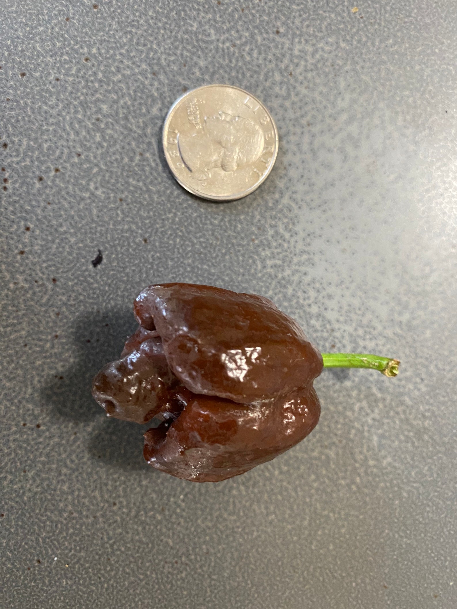 Trinidad Moruga Scorpion Chocolate 15 seeds | Etsy