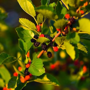 Dwarf Everbearring Mulberry Cutting