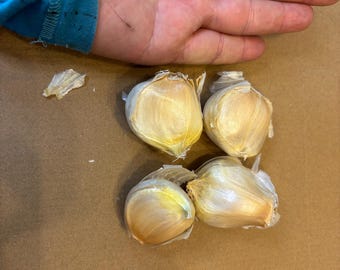 Japanese Garlic (Ajo Japones) Count per bag= 30-60-130-150-250-400 //100% Natural!//