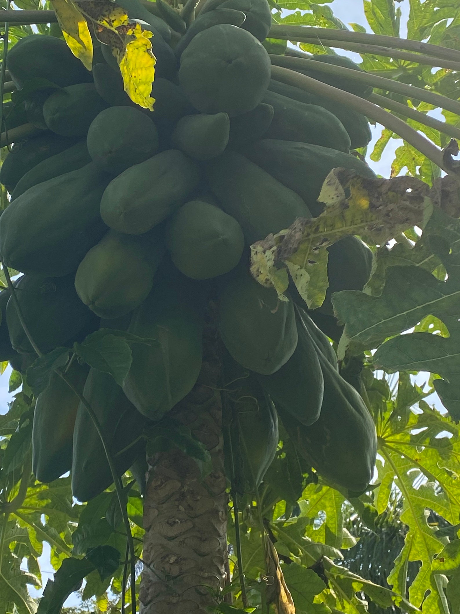 Dwarf Papaya 20 Seeds Etsy