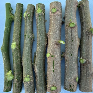 Moringa Cuttings for Planting.