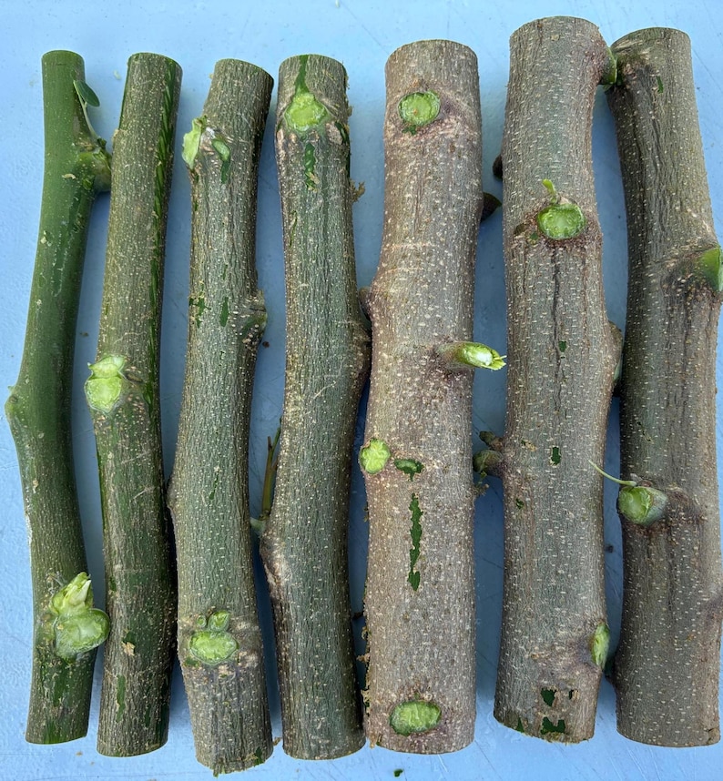 Fresh Moringa Cuttings for Planting, Tree of Life, Organic 8-10 Inch Stem Propagation image 1