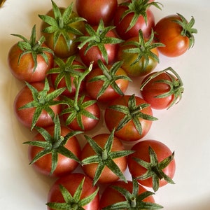 Organic Everglades Tomato Seeds