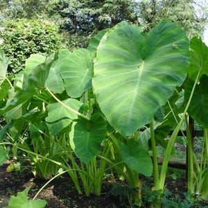 Colocasia Esculenta - taro bulb