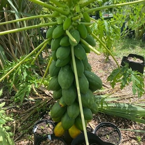 Organic Maradol Dwarf Papaya Seeds