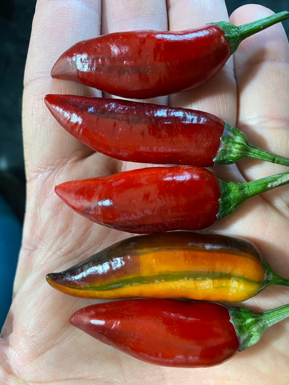 Sweet Tiger Jalapeno no heat 15 seeds Etsy