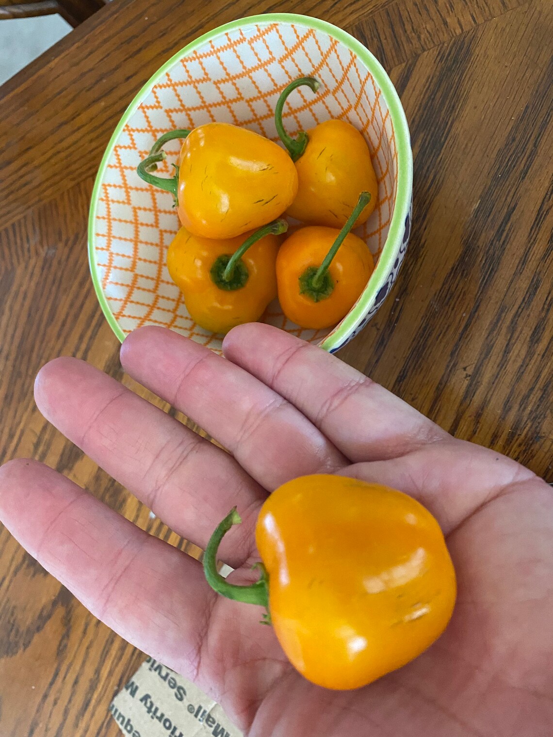 Mini Rocoto Red Pepper Rocoto Pepper Seeds For Sale _ Montufar Rocoto Perennial Pepper – DOEURY