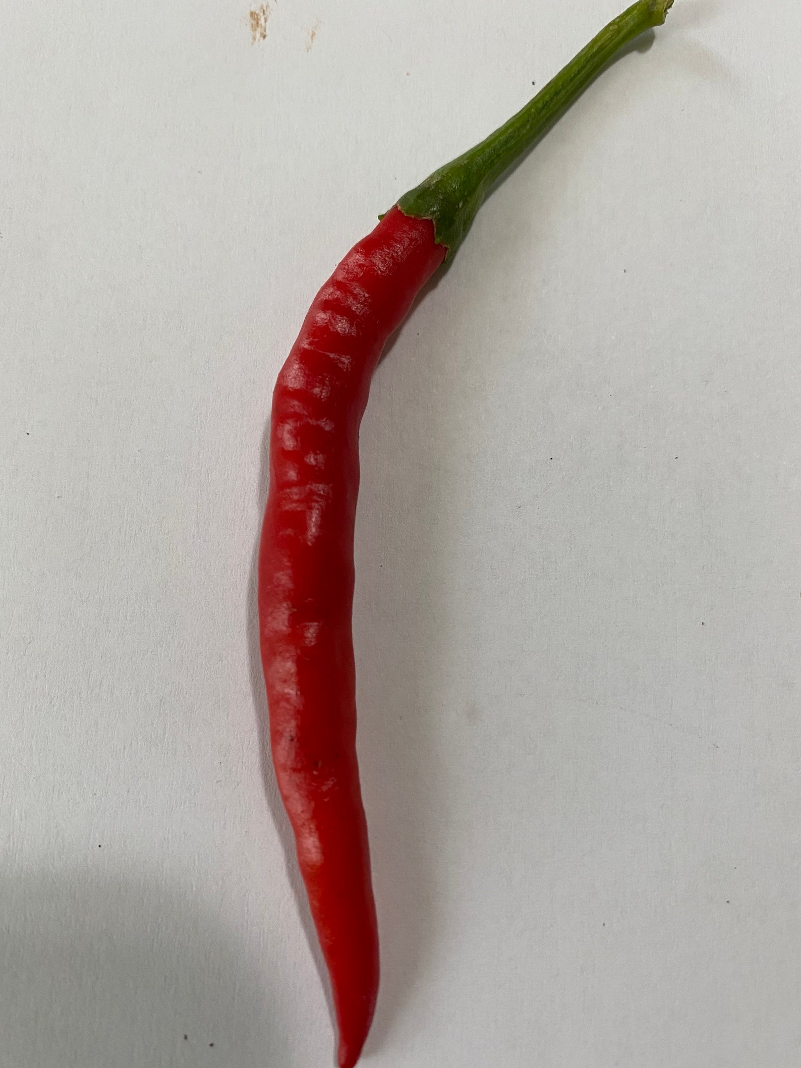 Thai Chili 15 Seeds Etsy