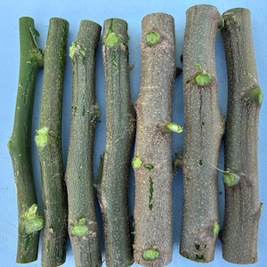 Fresh Moringa Cuttings for Planting, Tree of Life, Organic 8-10 Inch Stem Propagation image 3