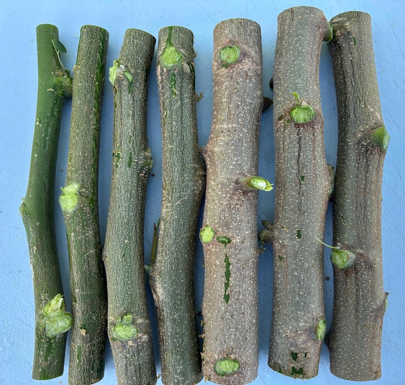 Fresh Moringa Cuttings for Planting, Tree of Life, Organic 8-10 Inch Stem Propagation image 3