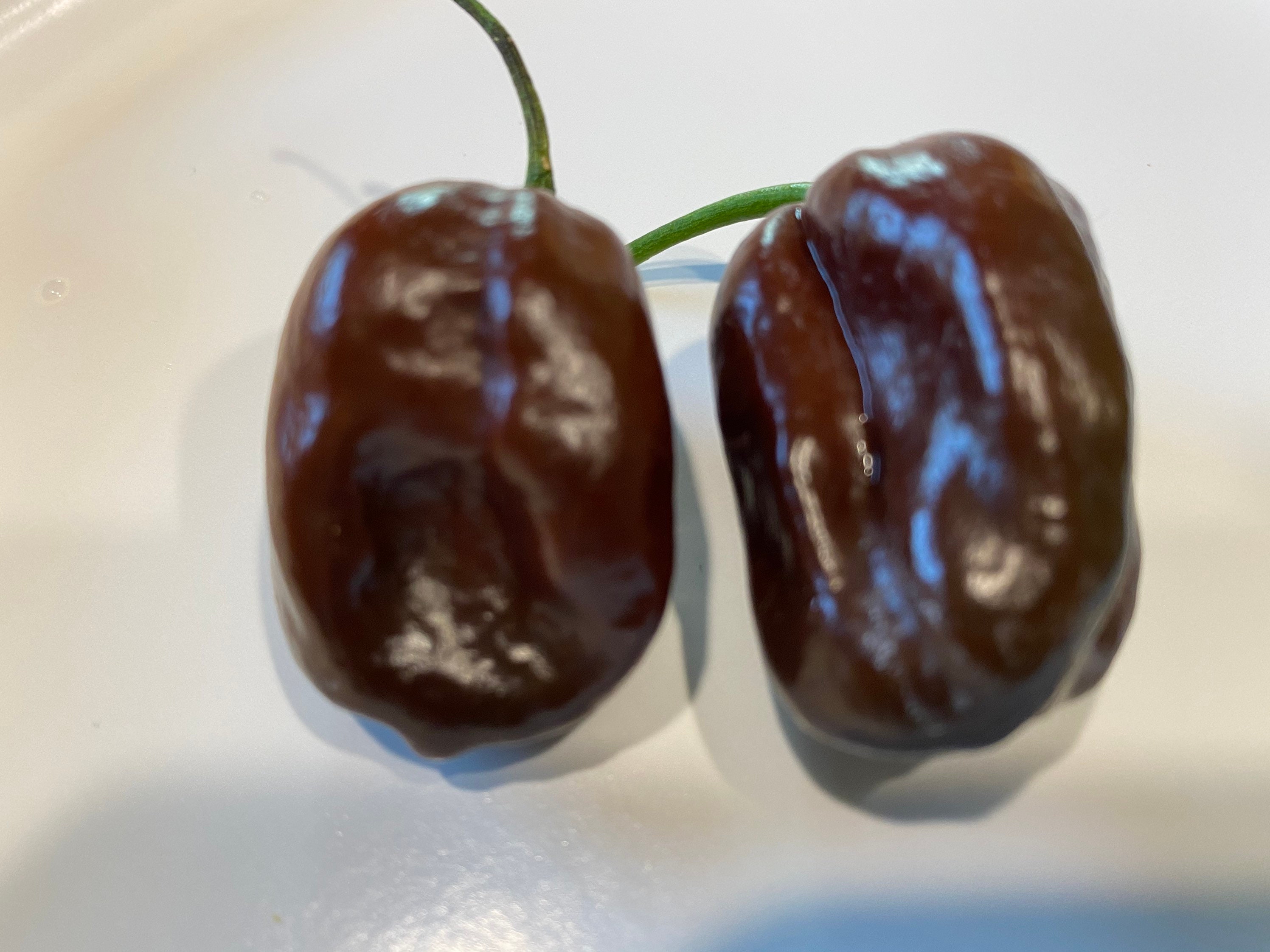 Chocolate Habanero 15 Seeds Etsy