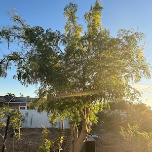 May include: A large green tree with multiple trunks growing in a backyard. The tree is surrounded by brown mulch and other plants. The sky is blue and the sun is shining.