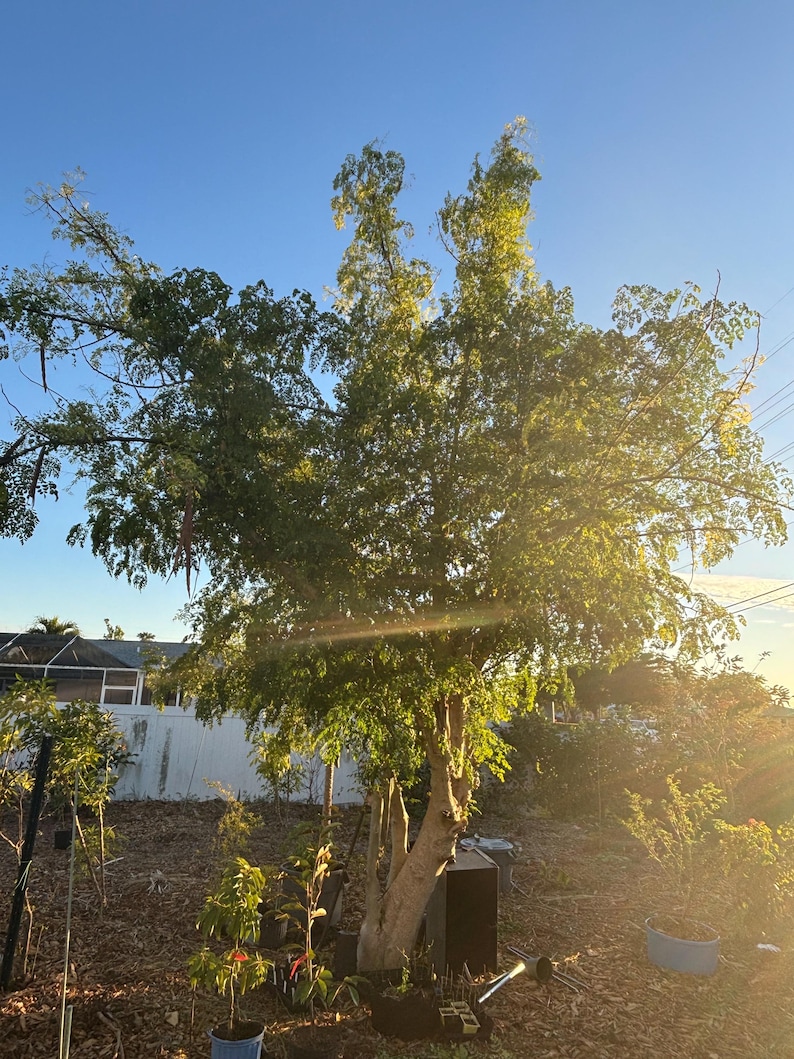 May include: A large green tree with multiple trunks growing in a backyard. The tree is surrounded by brown mulch and other plants. The sky is blue and the sun is shining.