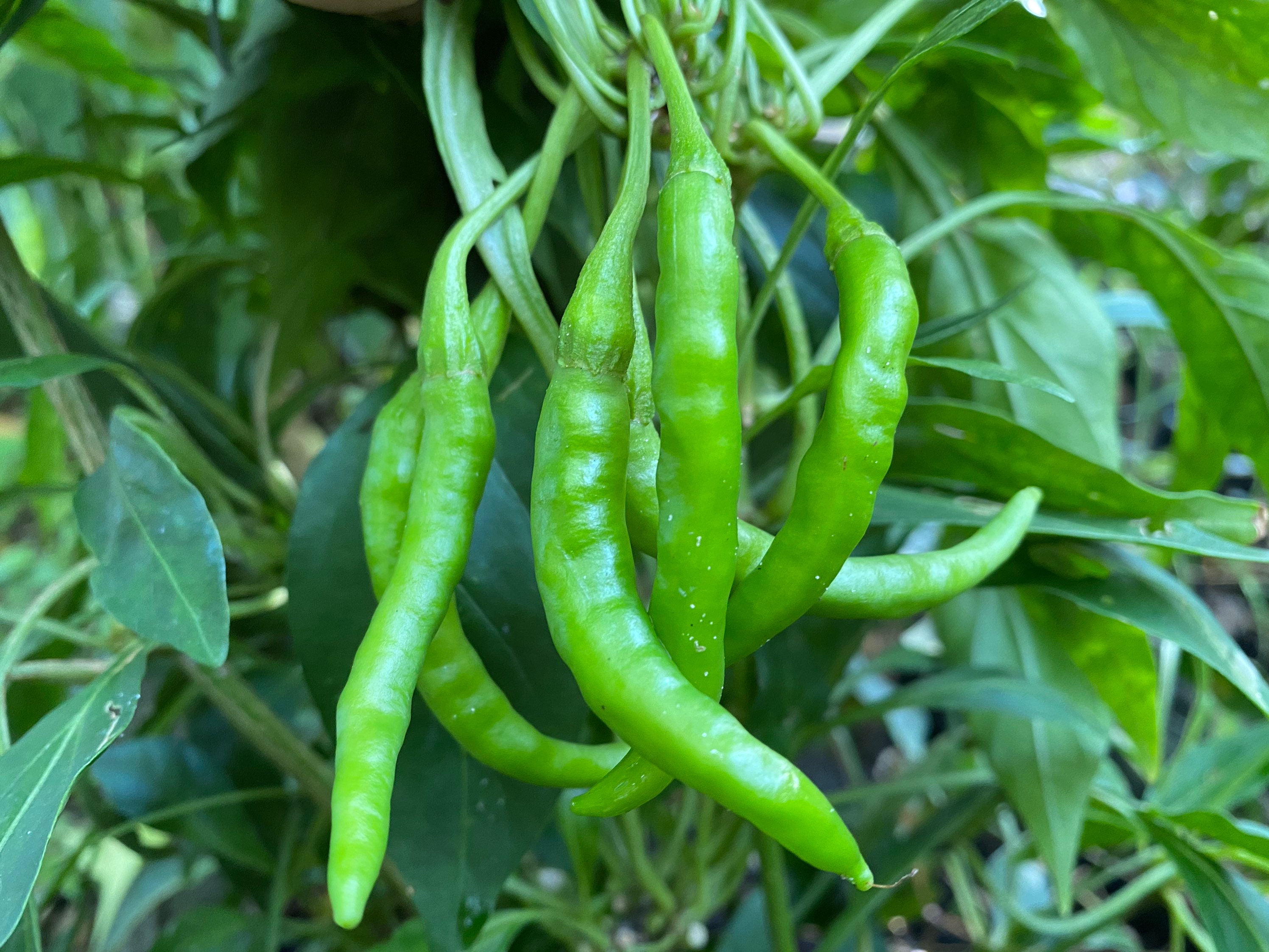 Thai Chili 15 Seeds Etsy