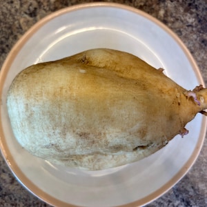 May include: A light-colored, elongated root vegetable, possibly a sweet potato or yam, rests on a white plate with a tan rim. The vegetable has a smooth, slightly textured surface with some dark spots and a small sprout at one end.