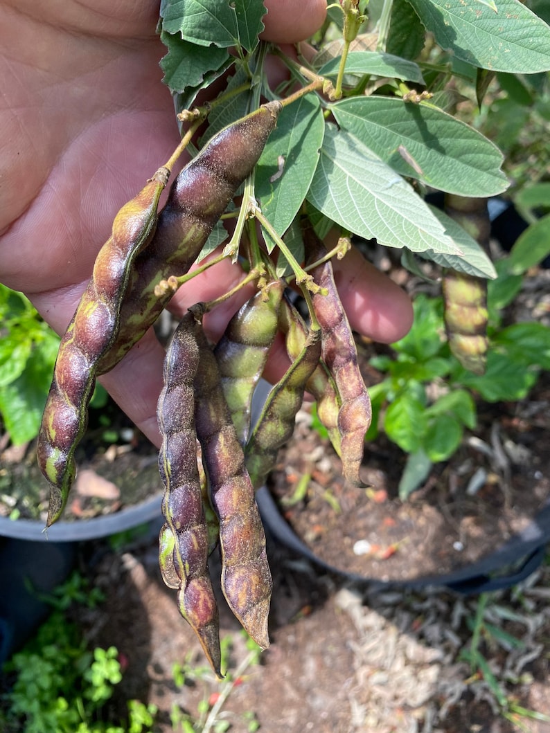 Pigeon Peas Seeds 25ct Etsy