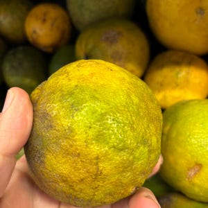 Fresh Bitter Orange(Sour Orange)
