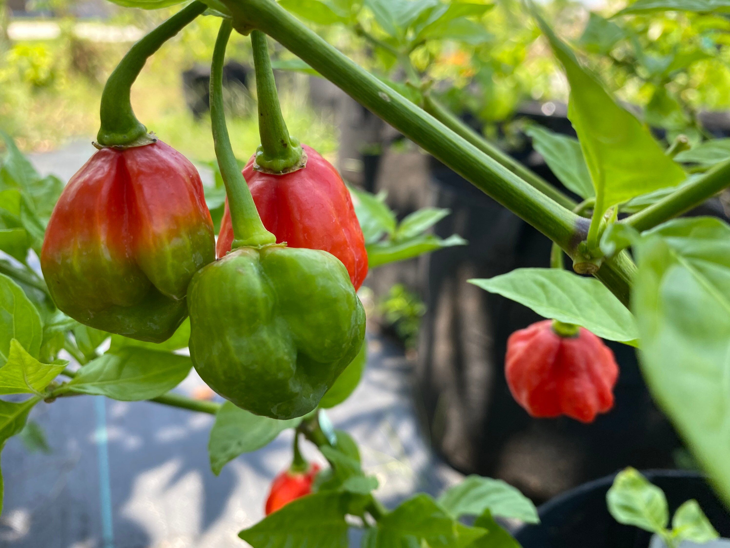 Aji Dulce 15 Seeds. Etsy