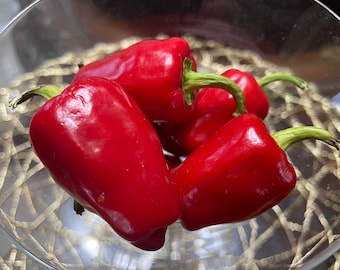 Organic Aleppo Pepper Seeds - 15 Heirloom Seeds