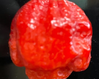 Trinidad Moruga Scorpion Pepper Seeds.