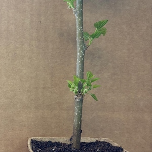 Everbearing Mulberry Clone – 8-12” Live Plant in 4” Pot