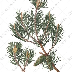 Pine Clipart imprimible Descarga digital Paquete de ilustración antigua / Conjunto de carteles botánicos vintage Ramas / PNG, Hojas de collage digital imagen 6