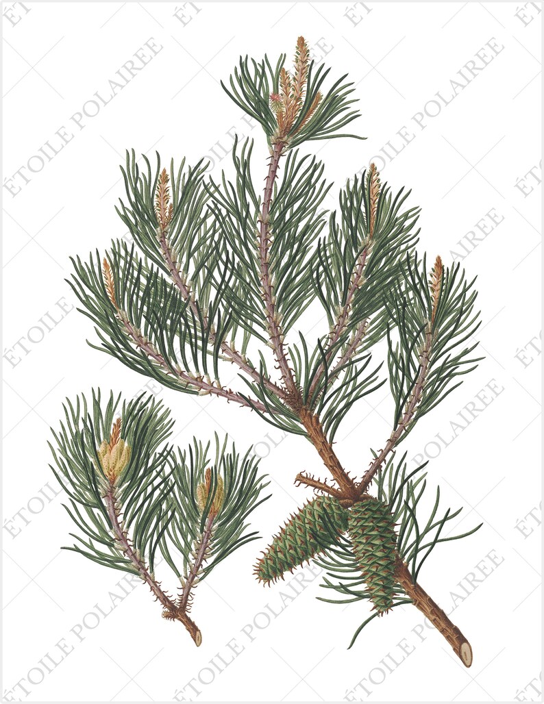 Pine Clipart imprimible Descarga digital Paquete de ilustración antigua / Conjunto de carteles botánicos vintage Ramas / PNG, Hojas de collage digital imagen 6