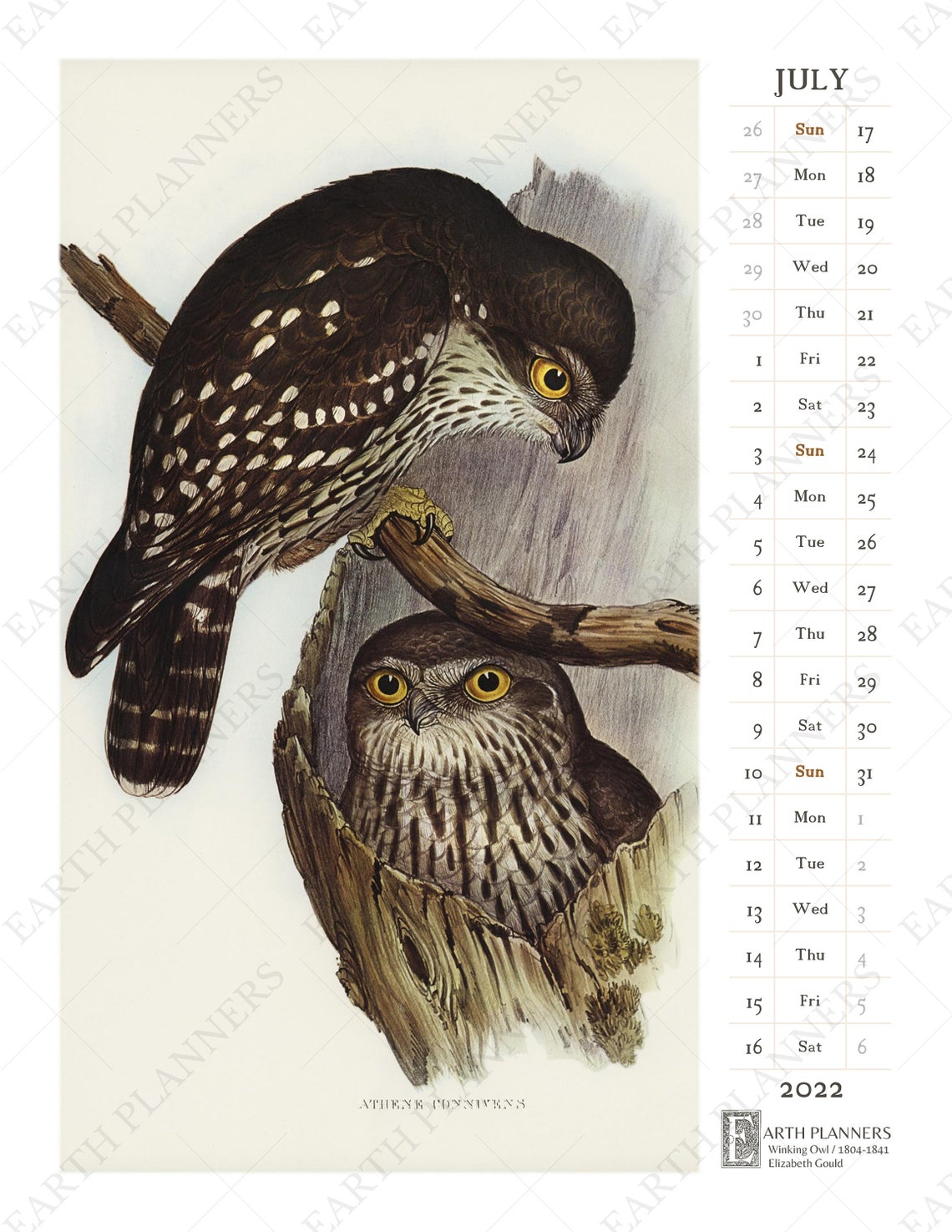 Owl Calendar 2022 Printable / Monthly Wall Calendar Antique Etsy