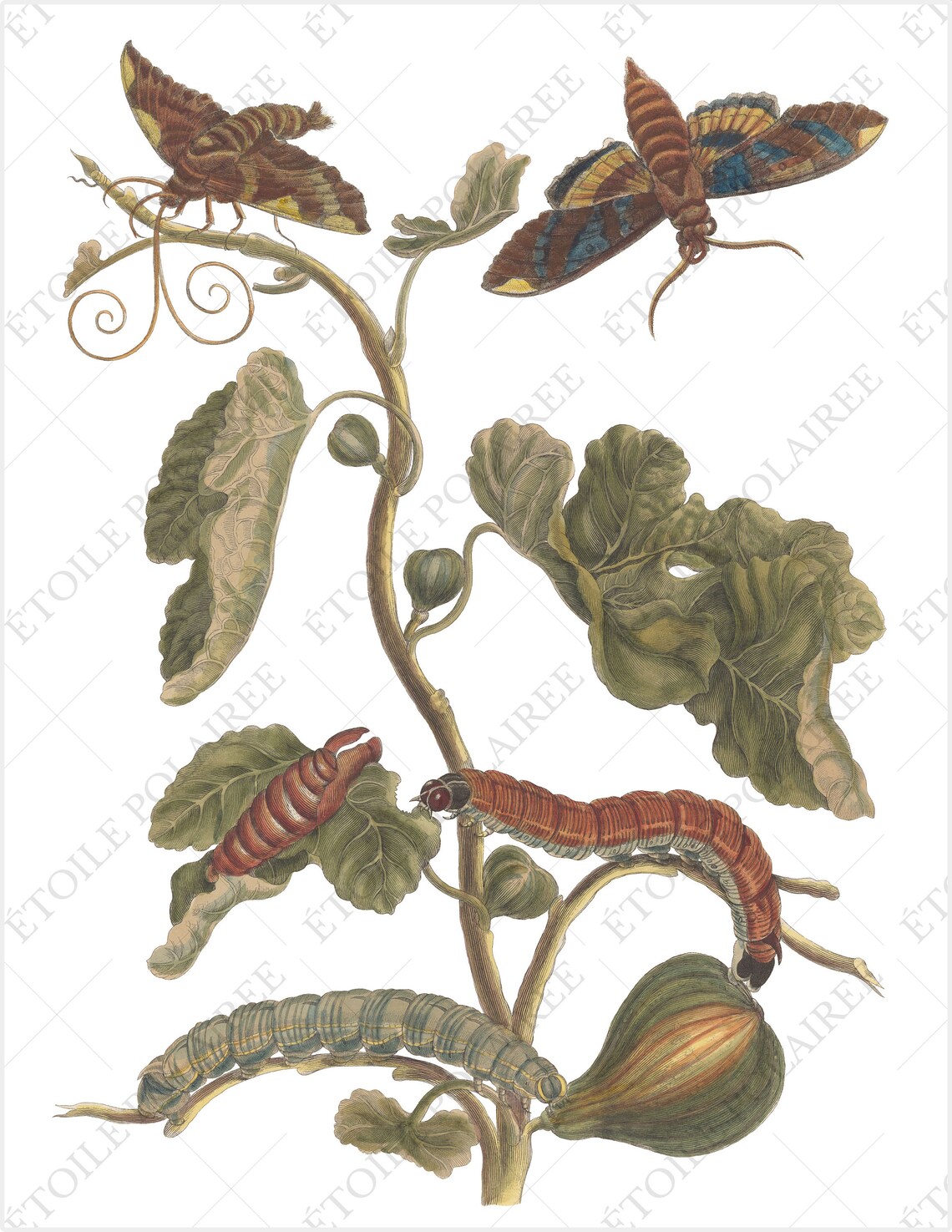 Printable Moth Clipart PNG / Vintage Insect Junk Journal / - Etsy