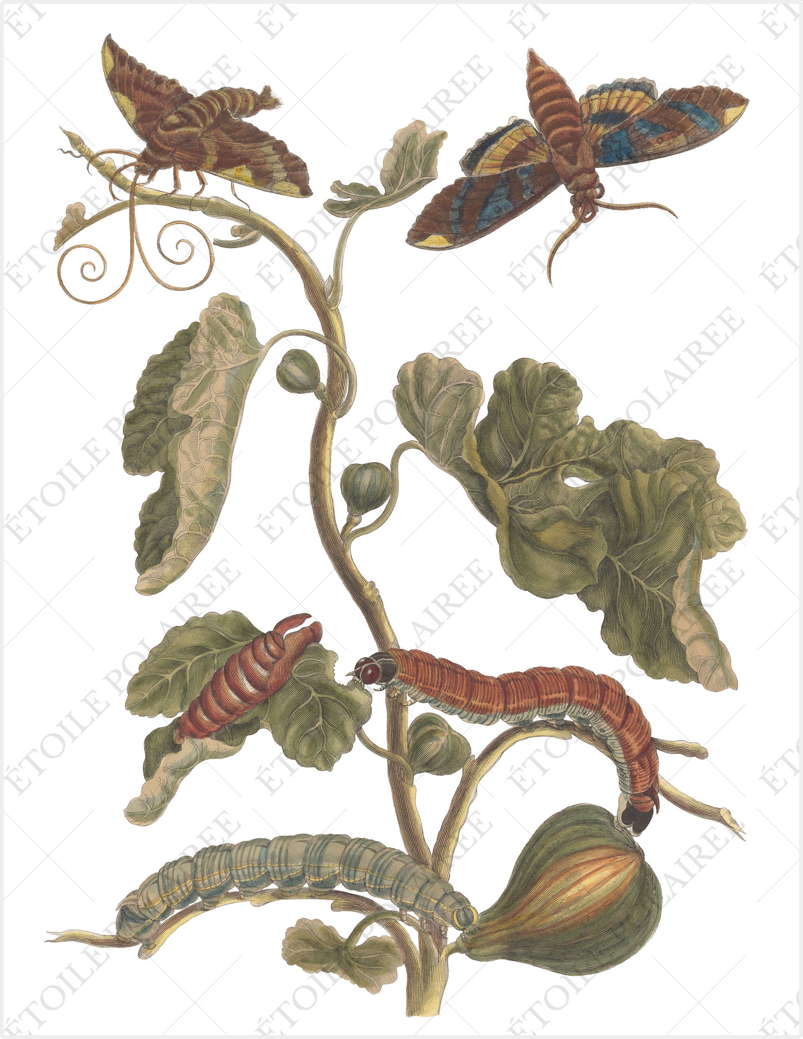 Printable Moth Clipart PNG / Vintage Insect Junk Journal / - Etsy