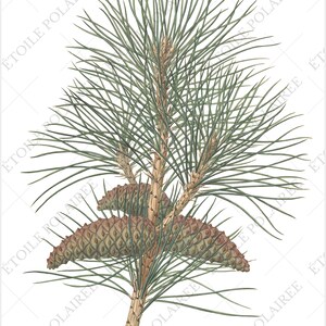 Pine Clipart imprimible Descarga digital Paquete de ilustración antigua / Conjunto de carteles botánicos vintage Ramas / PNG, Hojas de collage digital imagen 9