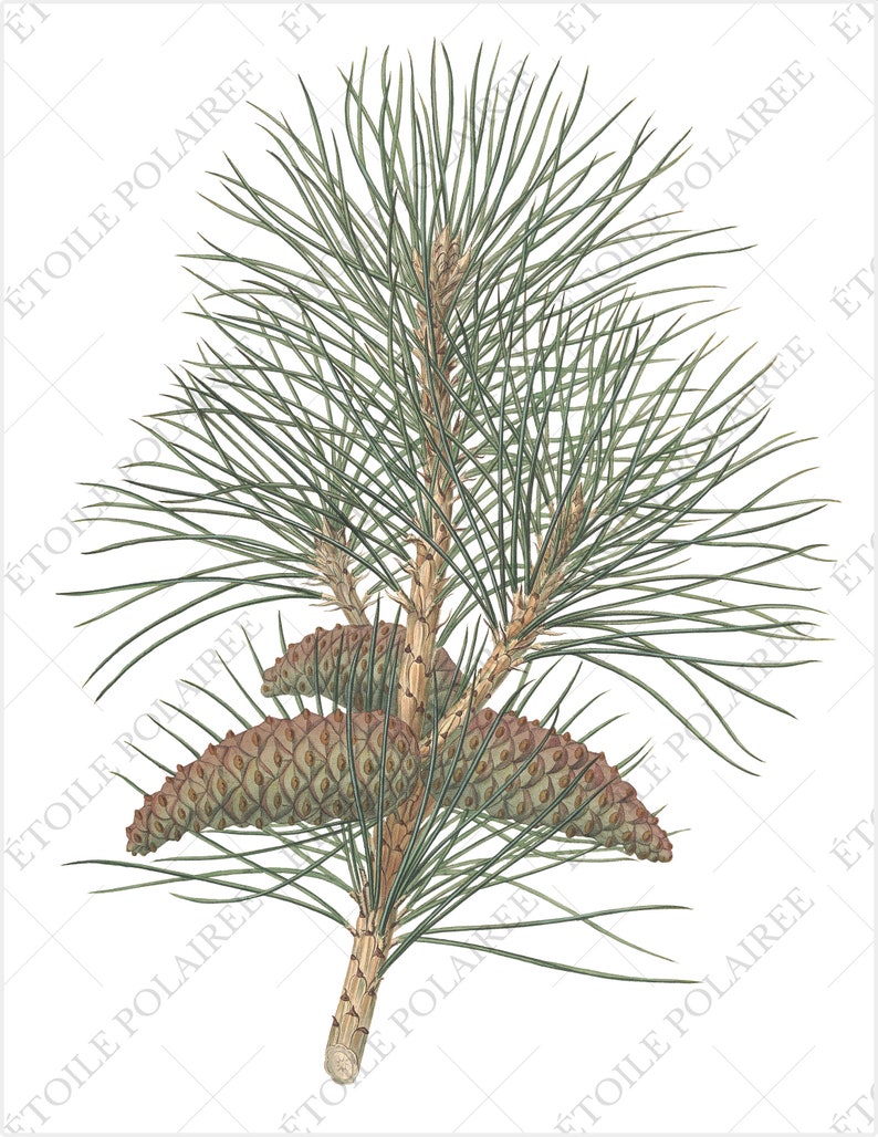 Pine Clipart imprimible Descarga digital Paquete de ilustración antigua / Conjunto de carteles botánicos vintage Ramas / PNG, Hojas de collage digital imagen 9