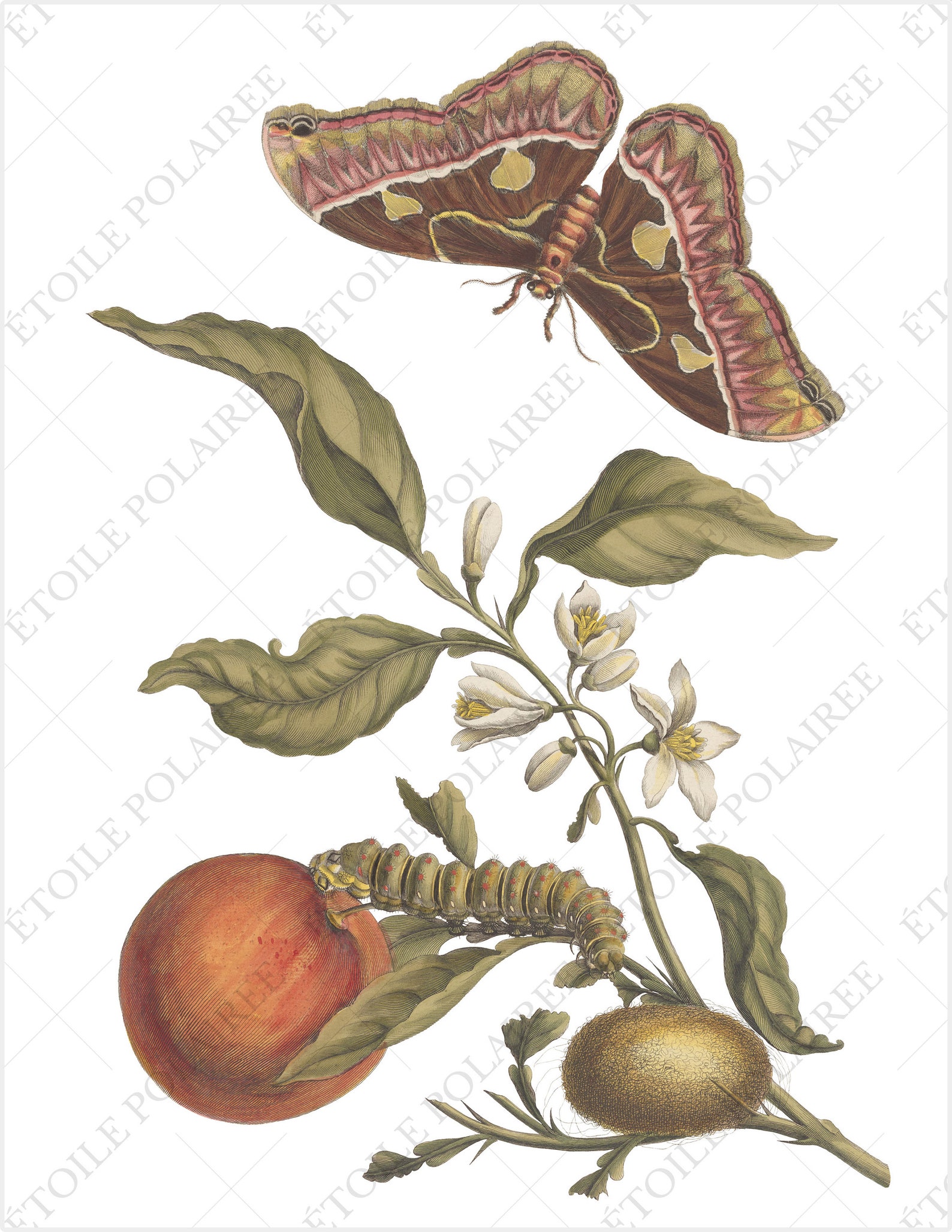 Printable Moth Clipart PNG / Vintage Insect Junk Journal / - Etsy