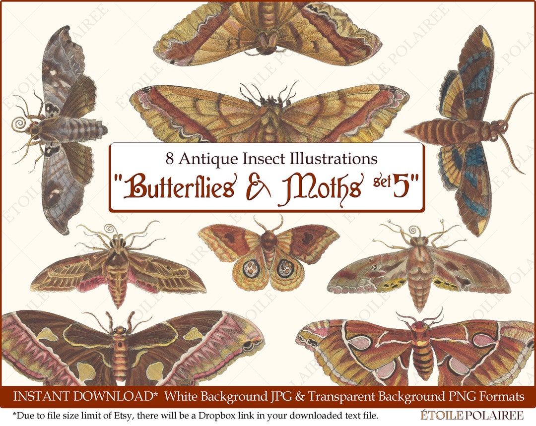 Printable Moth Clipart Poster / Vintage Insect PNG Print Set by Maria ...