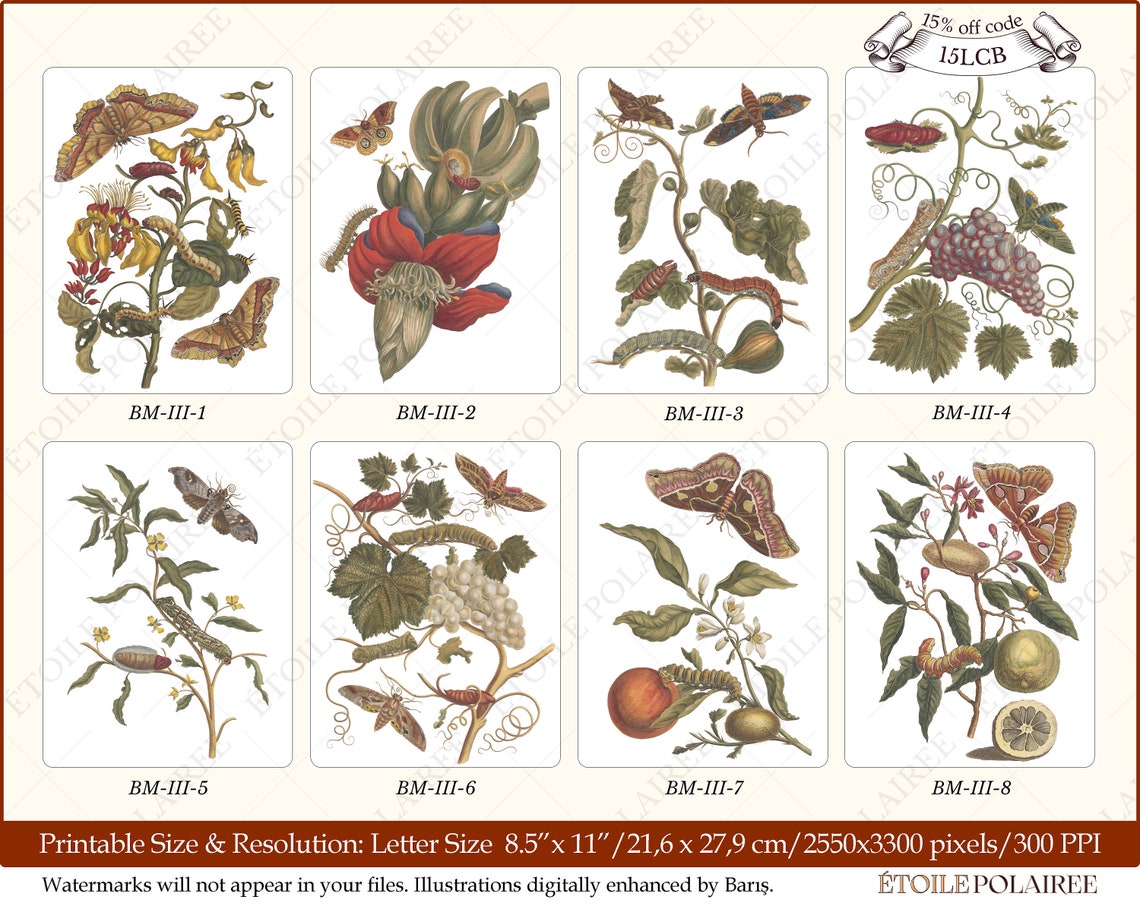 Printable Moth Clipart PNG / Vintage Insect Junk Journal / - Etsy