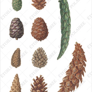 Pine Cone Clipart PNG Printable Digital Download Bundle / Vintage Botanical Illustrations/ Digital Pine Tree Antique Junk Journals image 3