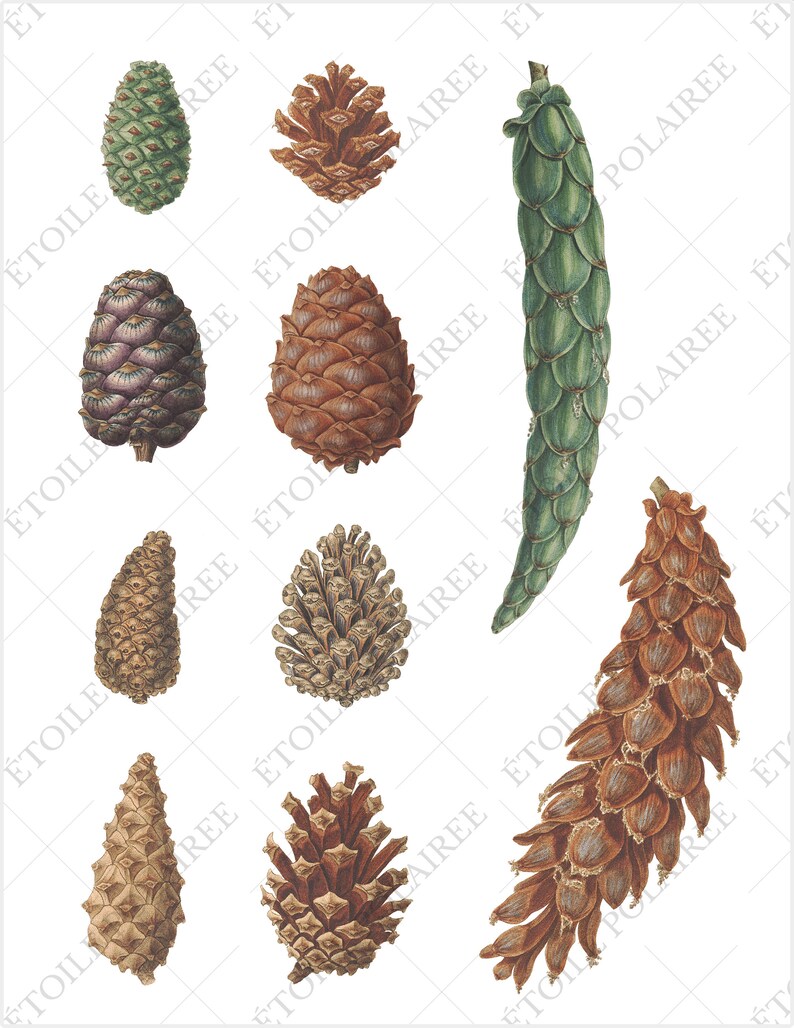 Pine Cone Clipart PNG Printable Digital Download Bundle / Vintage Botanical Illustrations/ Digital Pine Tree Antique Junk Journals image 3