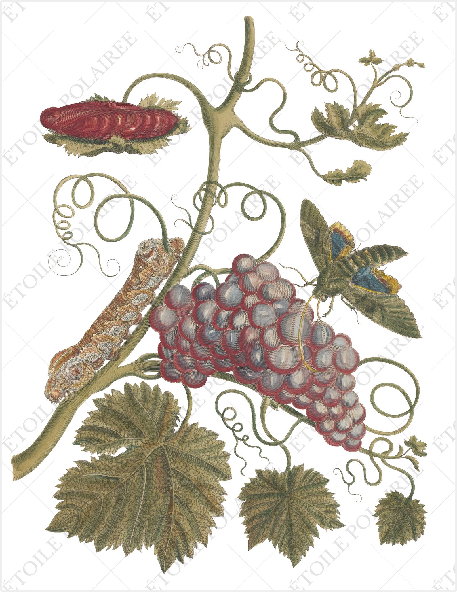 Printable Moth Clipart PNG / Vintage Insect Junk Journal / - Etsy