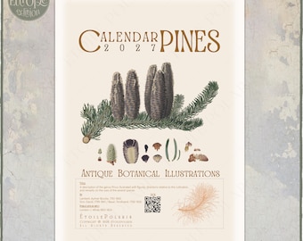 Può includere: Un calendario da parete 2027 intitolato Calendar Pines con illustrazioni botaniche antiche di pigne e aghi su sfondo color crema. Il design include una rilegatura a spirale, un codice QR e testo dettagliato sul genere Pinus.