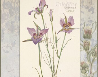 2024 Botanical Calendar, Wildflower Drawings by Mary Vaux Walcott / Monthly Wall Calendar A3, Tabloid Size
