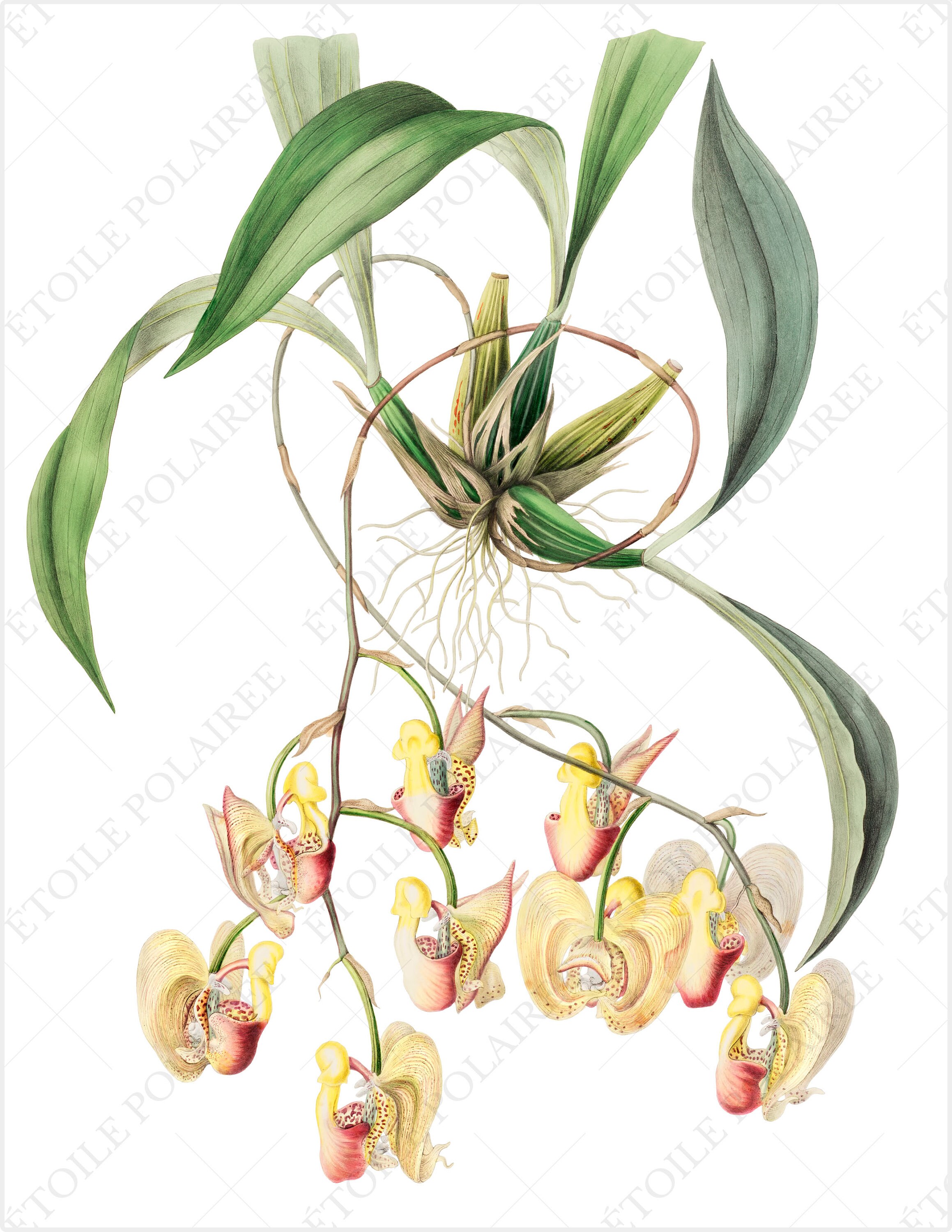 Printable Orchid Illustration Bundle / Vintage Botanical - Etsy