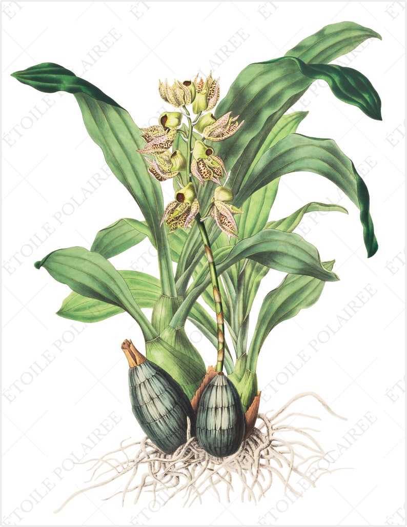 Printable Orchid Illustration Bundle / Vintage Botanical - Etsy