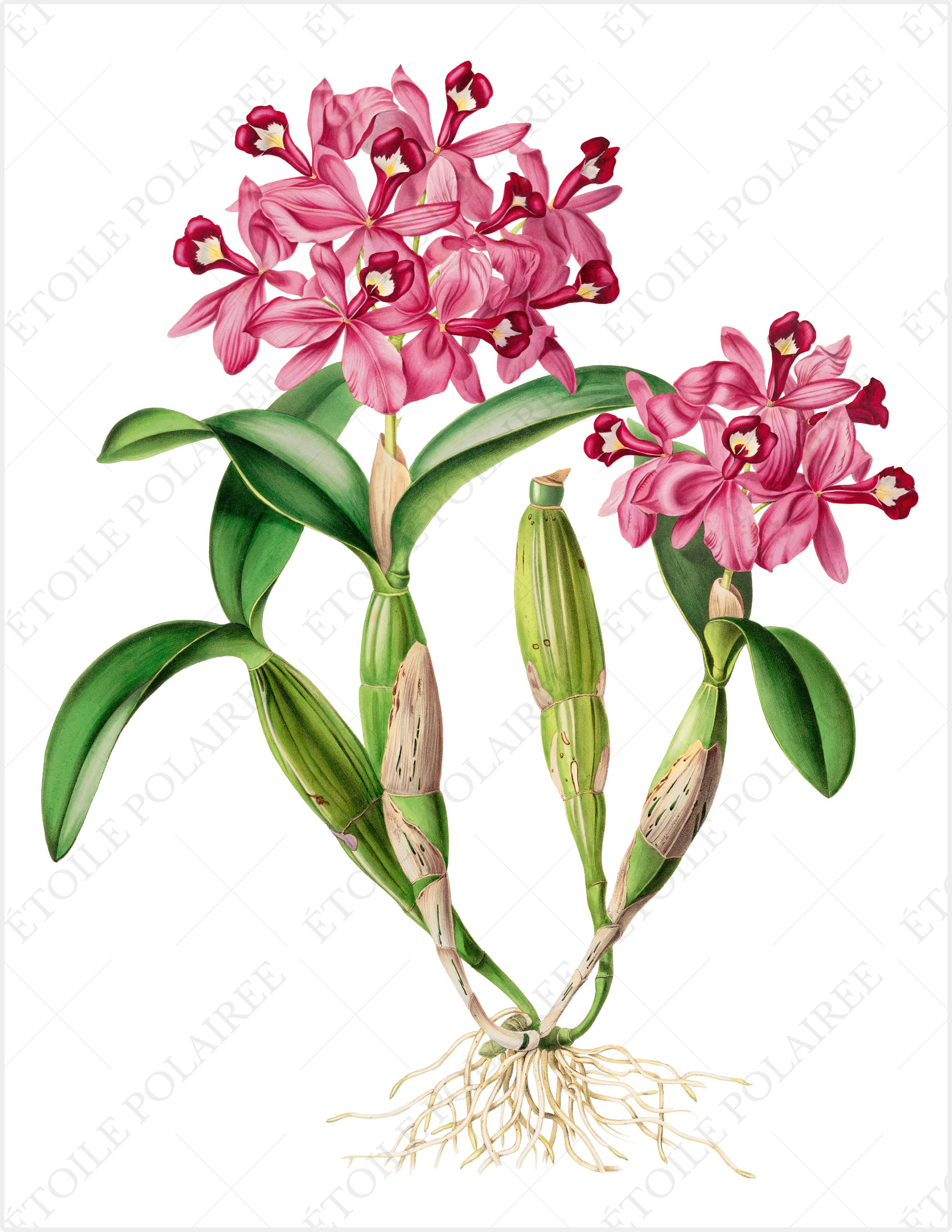 Printable Orchid Illustration Bundle / Vintage Botanical - Etsy