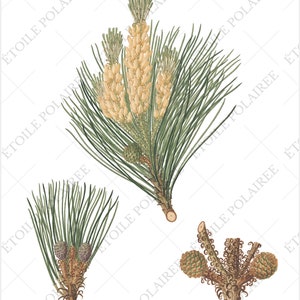 Pine Cone Clipart PNG Printable Digital Download Bundle / Vintage Botanical Illustrations/ Digital Pine Tree Antique Junk Journals image 5