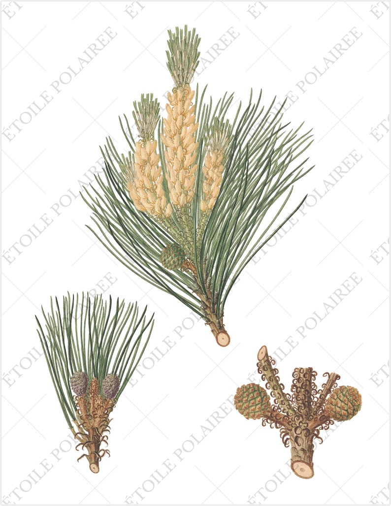 Pine Cone Clipart PNG Printable Digital Download Bundle / Vintage Botanical Illustrations/ Digital Pine Tree Antique Junk Journals image 5