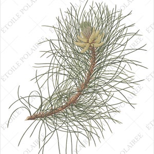 Pine Clipart imprimible Descarga digital Paquete de ilustración antigua / Conjunto de carteles botánicos vintage Ramas / PNG, Hojas de collage digital imagen 10