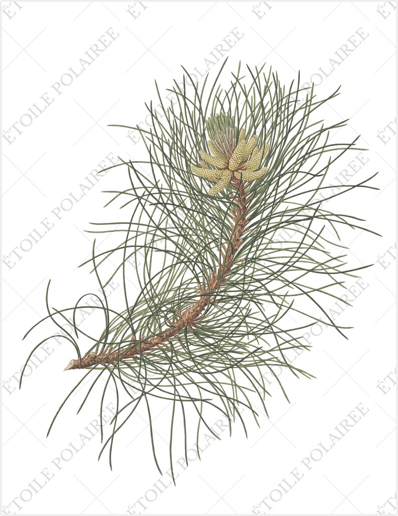 Pine Clipart imprimible Descarga digital Paquete de ilustración antigua / Conjunto de carteles botánicos vintage Ramas / PNG, Hojas de collage digital imagen 10