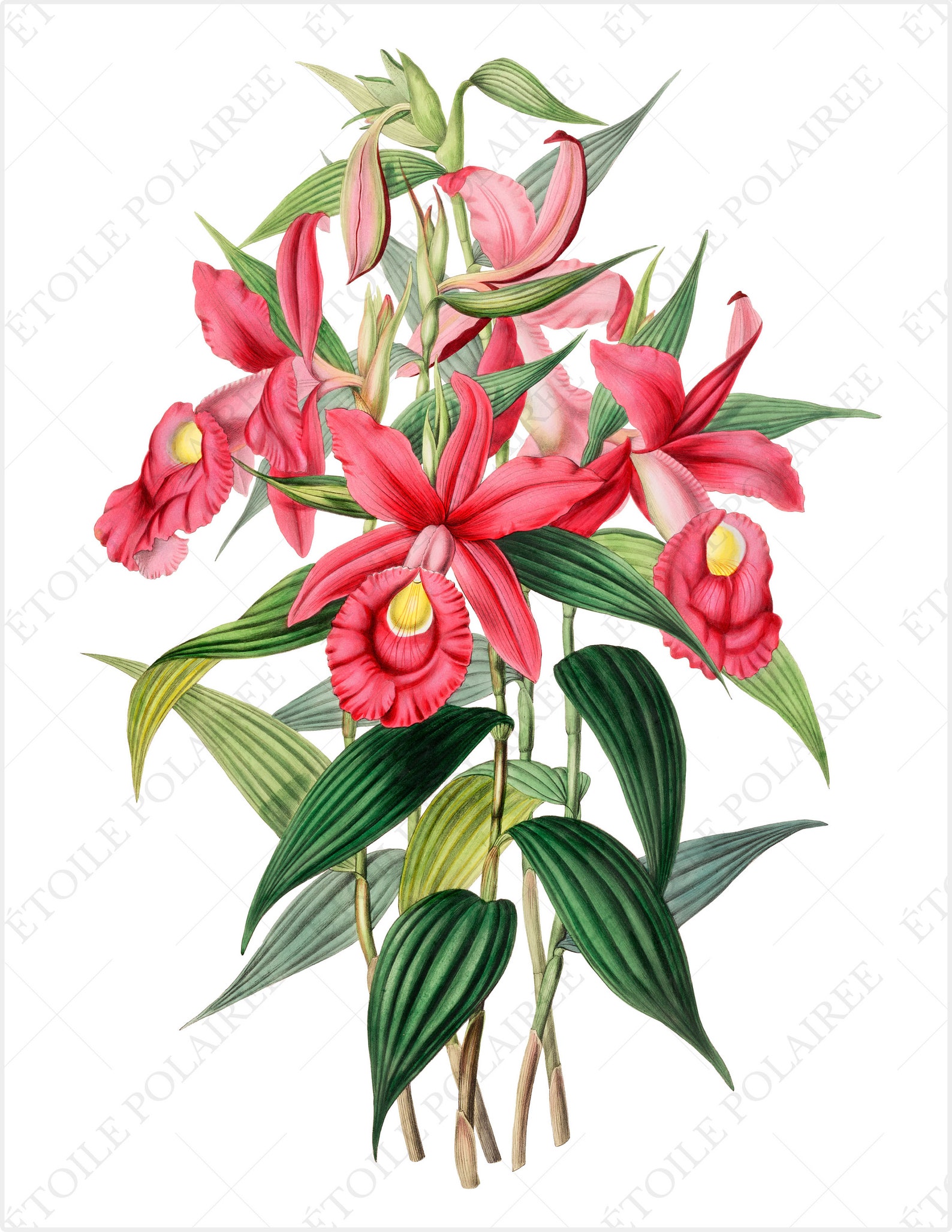 Orchid PNG Digital Download Bundle/ Printable Antique Exotic - Etsy
